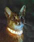 Jake T Catt's Avatar